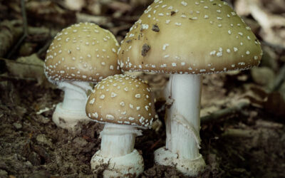 Galóca párduc / Amanita pantherina