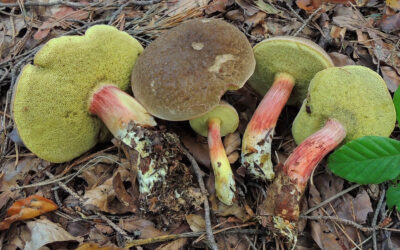 Tinóru hamvas / Xerocomellus pruinatus