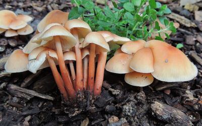 Fülőke vöröstönkű / Gymnopus erythropus