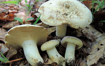 Keserűgomba zöldülőtejű / Lactifluus glaucescens