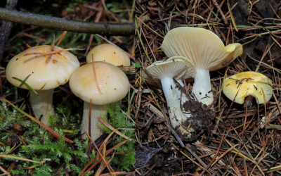 Csigagomba vörösfenyő / Hygrophorus lucorum