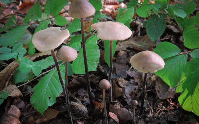 Fokhagymagomba sötéttönkű / Mycetinis alliaceus