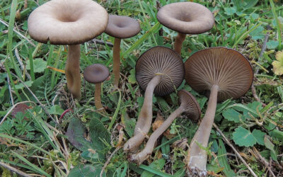 Áltölcsérgomba kékesszürke / Pseudoclitocybe obbata