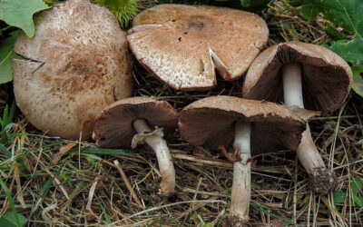 Csiperke erdei / Agaricus sylvaticus