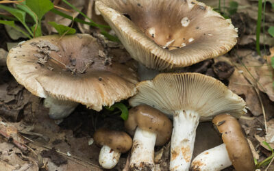 Galambgomba barna / Russula sororia