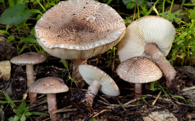 Őzlábgomba húsbarnás / Lepiota brunneoincarnata