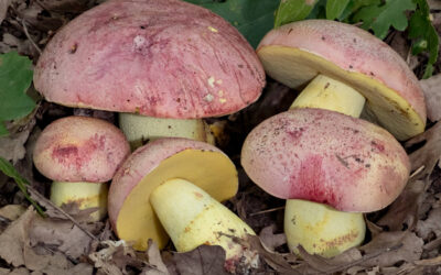 Tinóru király / Butyriboletus regius