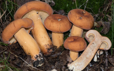 Kenyérgomba / Lactifluus volemus