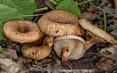 Cölöpgomba éger / Paxillus rubicundulus