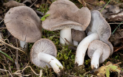 Pereszke fenyő / Tricholoma terreum