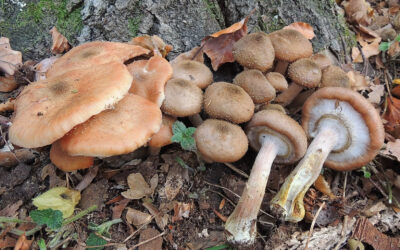 Tuskógomba hagymatönkű / Armillaria cepistipes