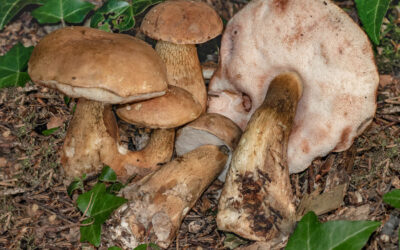 Tinóru epeízű / Tylopilus felleus