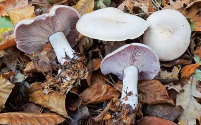 Pereszke halványlila / Lepista glaucoccana