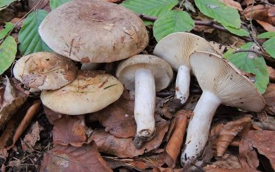 Tejelőgomba fakószélű / Lactarius fluens