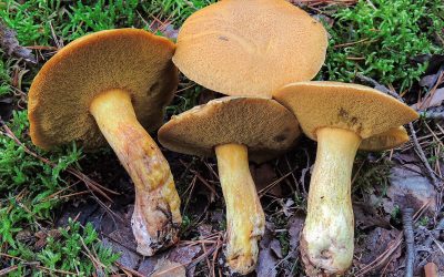 Tinóru tarka / Suillus variegatus