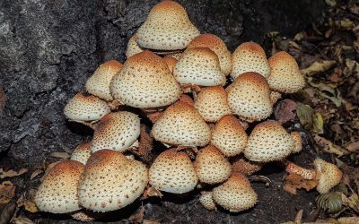 Tőkegomba tüskés / Pholiota squarrosa