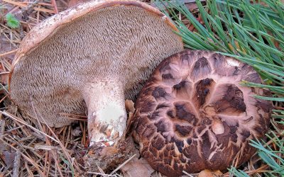 Gereben cserepes / Sarcodon imbricatus