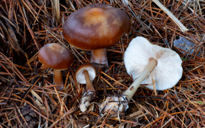 Fülőke bunkóslábú / Rhodocollybia butyracea